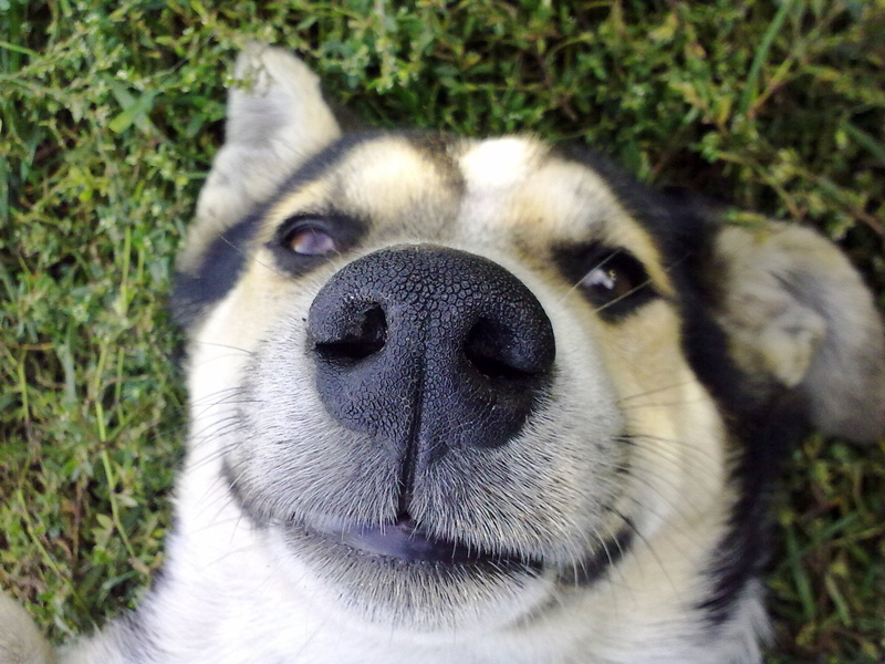 pets, brown, mammal, lying Down, looking at camera, portrait, husky, animal Nose, field, animal, purebred Dog, snout, animal body part, siberian, canine