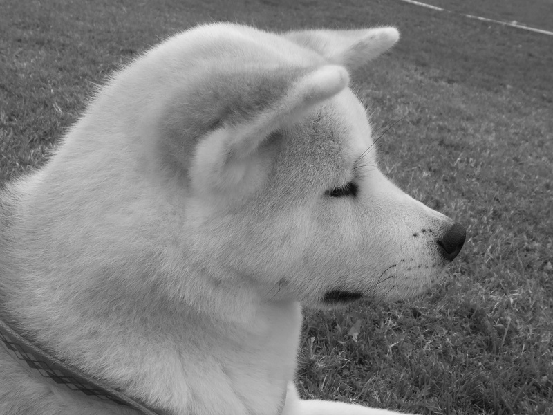 young Animal, profile view, akita inu, land, profile, black Color, looking away, siberian Husky, looking, outdoors, domestic, 2K, animal, sitting, pets