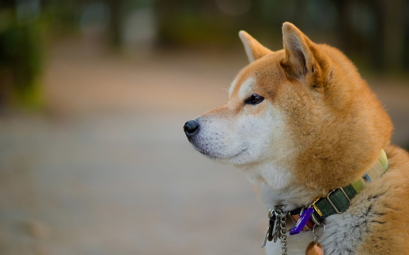 animals, dog, Inu, 1080P, 4k wall, 1920x1200, Akita