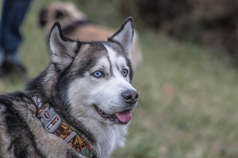 human Face, friendship, young Animal, siberia, animal Nose, canine, pets, fur, looking, 1080P, dog, outdoors, husky, no people, beautiful, facial expression