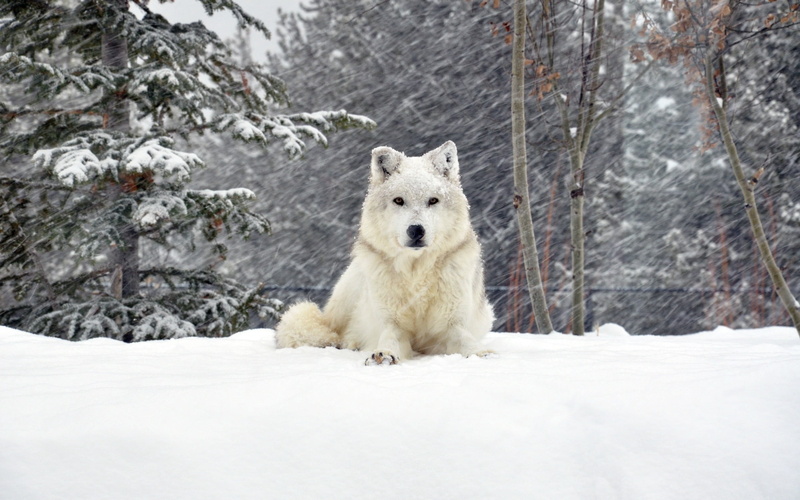 puppy, 2K, sled Dog, one Animal, winter, bear, pets, portrait, white, arctic, front view, nature, tree, wolf, day, white color, snowing, purebred Dog