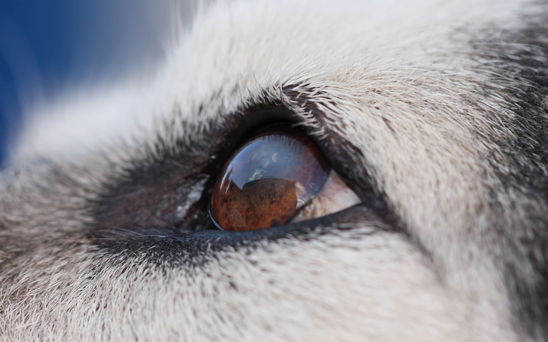 extreme close-up, purebred Dog, black Color, eye, animal, domestic Animals, eyes, canine, no people, dog, animal themes, vertebrate, mammal, pets, cat