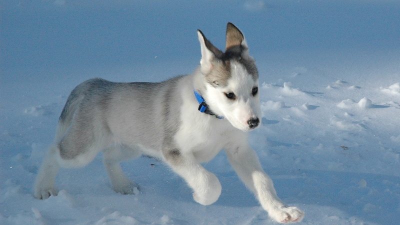 dog, animal, animals, 1080P, siberian husky, malamute, eskimo dog, pet, domestic animal, canine, sled dog