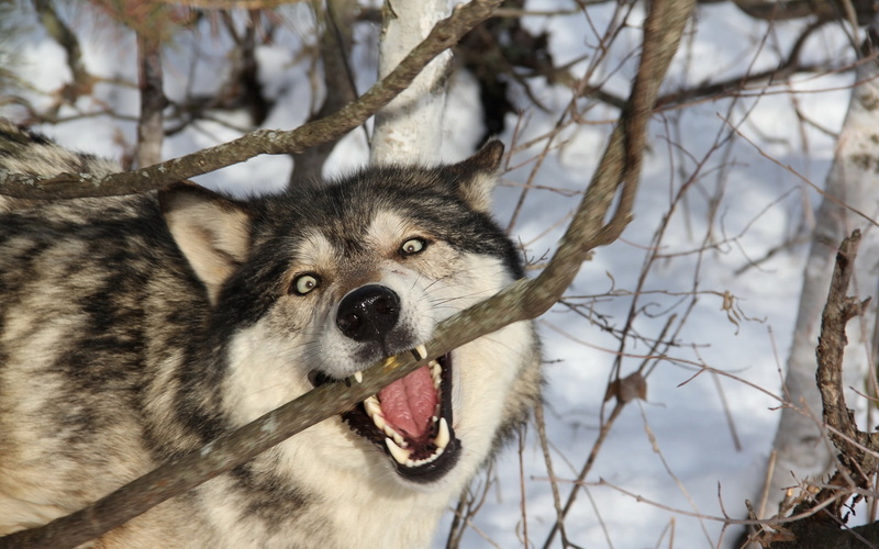 vertebrate, canine, focus on foreground, pets, animal, wildlife, beauty In Nature, mammal, gray Wolf, sled Dog, malamute, nature, snout, cute, cold temperature