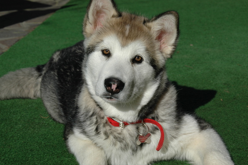 pet, canine, close-up, dog, focus on foreground, puppy, siberian husky, day, 2K, mammal, one animal, pet collar, animal themes, grass, vertebrate, alaskan malamute