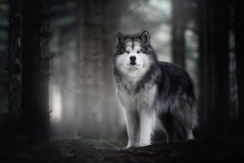 face, hairy, autumn, grey, fog, handsome, background, trees, 1080P, nature, dog, Malamute, fluffy, wool, trunks, look, luxury, forest