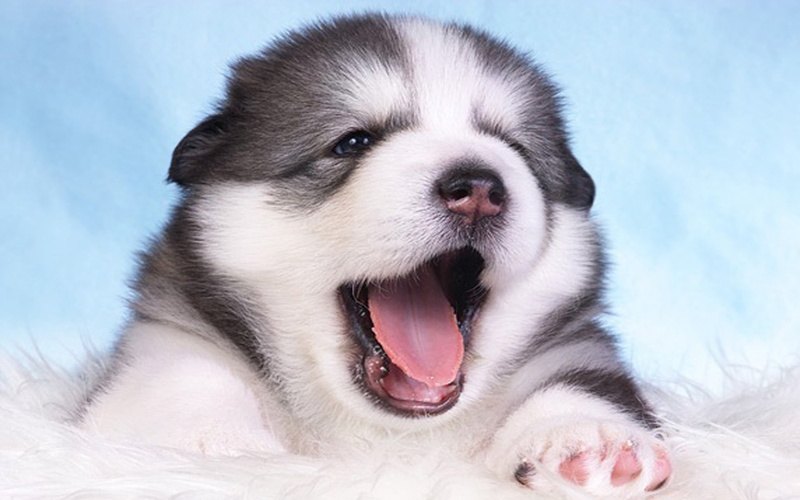 mouth open, widescreen, alaskan, animal head, close-up, canine, animal, relaxation, portrait, 4K, domestic, young animal, whisker, domestic animals