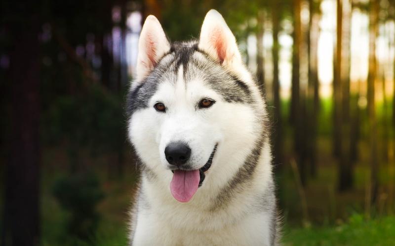 animal head, black Color, young Animal, purebred Dog, vertebrate, snout, one Animal, cute, beauty In Nature, husky, small, beautiful, sled Dog, focus on foreground