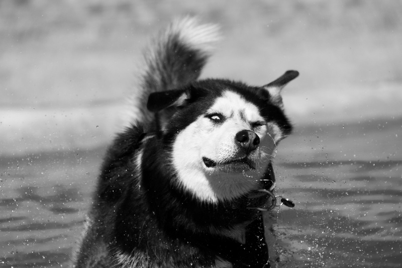 animal, white, vertebrate, close-up, sled Dog, focus on foreground, domestic Animals, adult, snow, water, animal mouth, outdoors, fur, siberian, husky