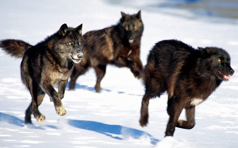 animal wildlife, aggression, brown, carnivore, cold temperature, two Animals, predators, group of animals, hunt, snow, three, animal, vertebrate, one Animal