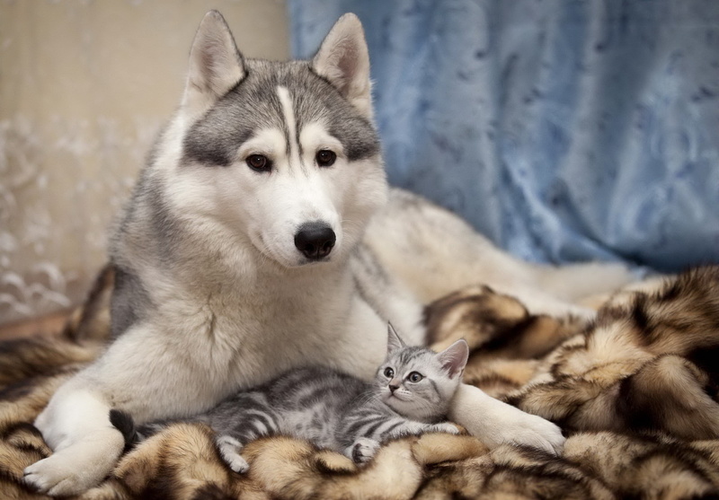 nature, pets, 2K, purebred Dog, focus on foreground, animal head, sitting, siberian Husky, animal, domestic Animals, looking, husky, group of animals