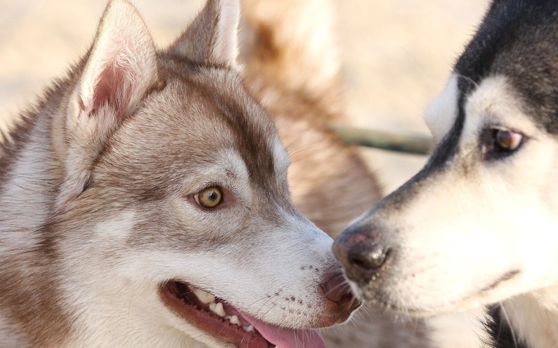 black, profile view, animal body part, husky, alaskan Culture, 1080P, looking, winter, face, nature, snow, animal mouth, huskies, siberian Husky, surprise
