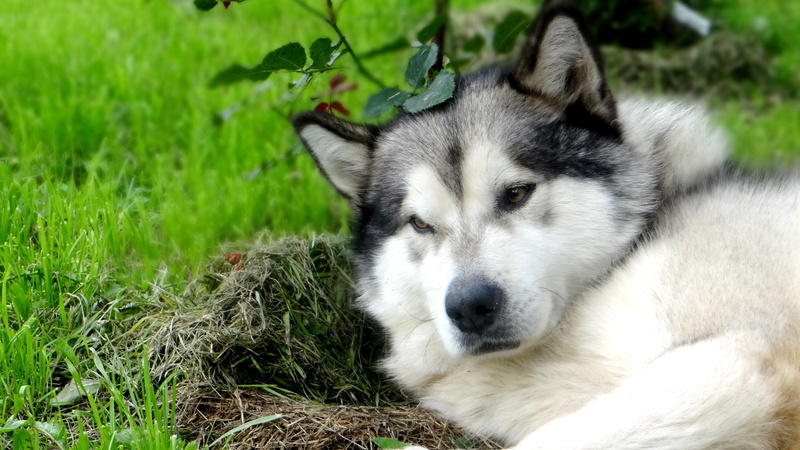 dog, 4K, Alaskan, Malamute