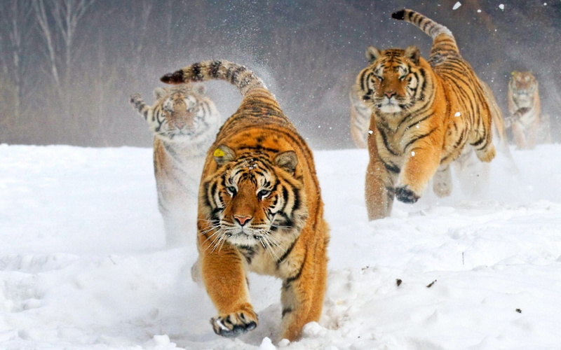 1080P, big cats, snow, animals, Siberian tiger