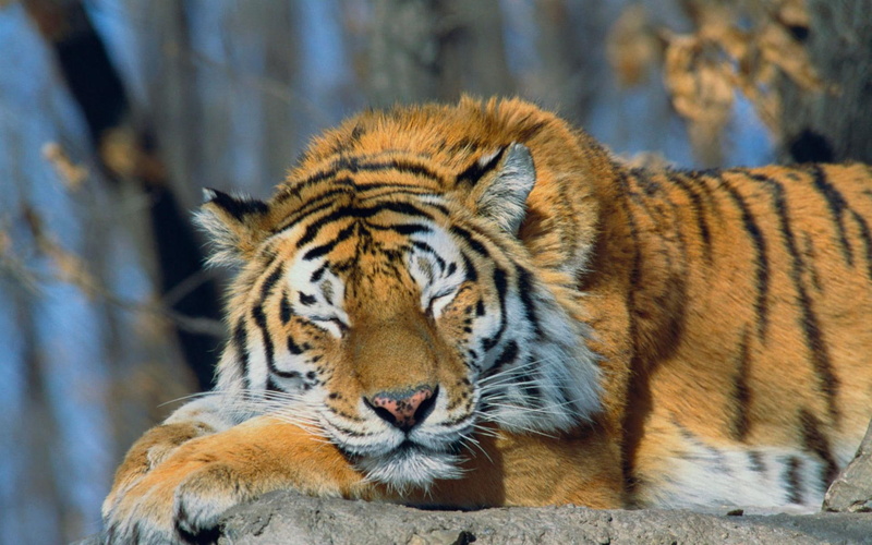 russia, beautiful, siberian tiger, cats, siberian, 1080P, sleeping, tiger, animals