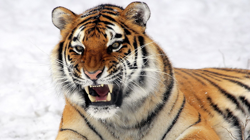 animal head, undomesticated cat, tiger, animal, cold temperature, 2K, animal wildlife, animals in the wild, focus on foreground, one animal, aggression