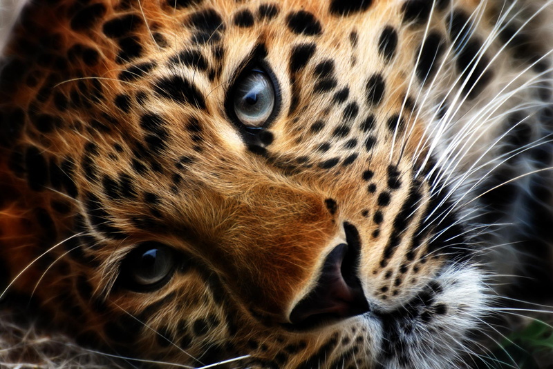 tiger, animals, lonesome, eye of the tiger, bengal tiger, 1080P, siberian tiger