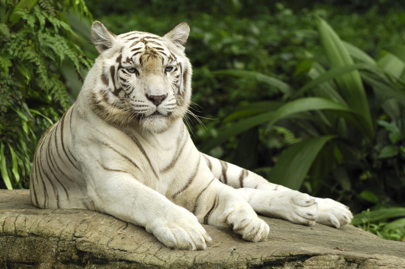 endangered Species, mammal, relaxation, animal wildlife, predator, animal, carnivora, animals In The Wild, one Animal, cat, no People, fur, tigris River