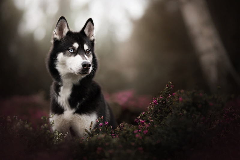 Heterochromia, 1080P, Sakhalin Husky, city