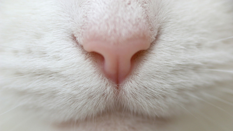 domestic animals, vertebrate, close-up, animal nose, whisker, animal head, domestic, mammal, fur, animal body part, one animal, no people, animal mouth