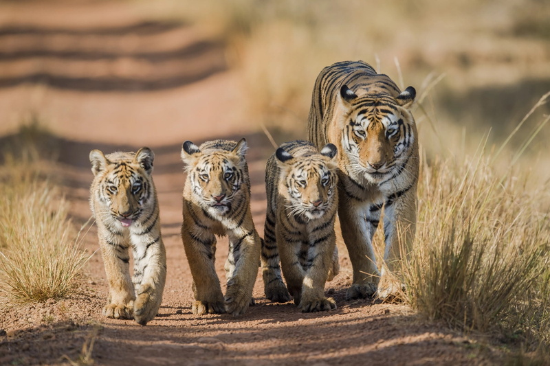 tiger, the cubs, tigress, walk, 1080P, tigers