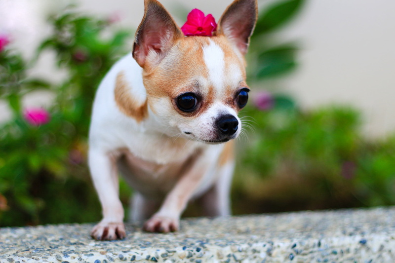 1080P, canine, snout, vertebrate, domestic animals, domestic, animals, mammal, portrait, selective focus, chihuahua, puppy, chihuahua - dog, dog, one animal