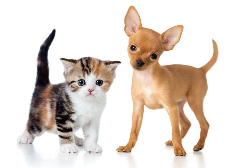 dogs, 4K, baby, animals, chihuahua, puppy, Two, Kitten, cats