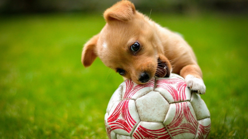 chihuahua - dog, ball, purebred dog, domestic animals, small, animals, lap dog, closeup, animal, mammal, pets, cute, day, animal themes, grass, 1080P