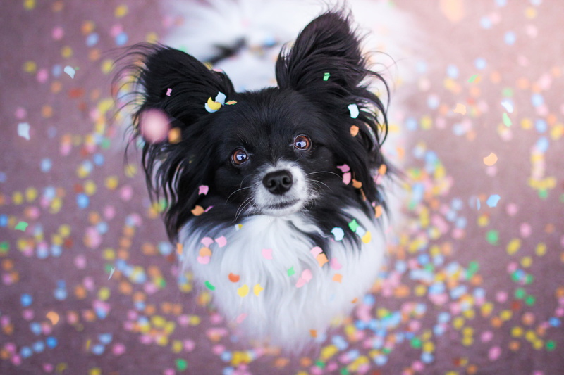 selective focus, papillon, domestic, mammal, border collie, canine, lap dog, portrait, mouth open, one animal, nature, pets, small, looking at camera, no people