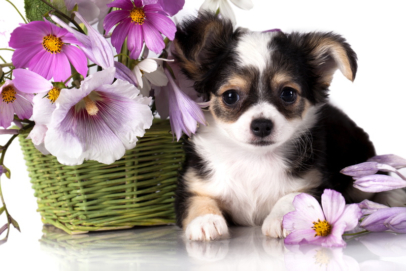 dog, 8K, Chihuahua, puppy, flower, animal
