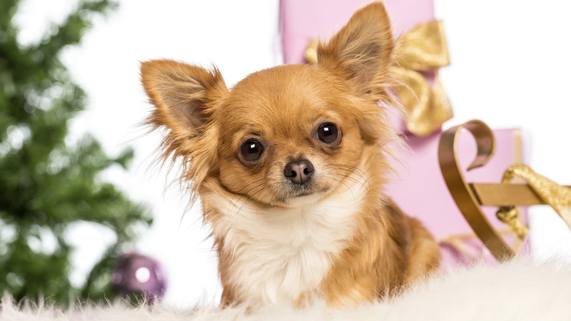 domestic animals, 8K, vertebrate, brown, chihuahua - dog, cute, picture of chihuahua dog, yorkshire terrier, mammal, animal themes, looking at camera