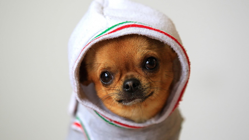 1080P, brown, small, animal themes, canine, domestic animals, portrait, one animal, animal body part, young animal, no people, clothing, domestic, chihuahua