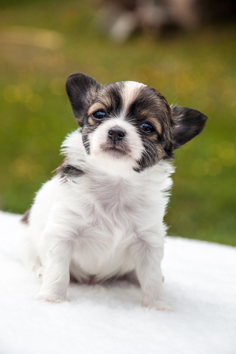 lap dog, no people, small, portrait, animal, one animal, 4K, vertebrate, puppy, focus on foreground, day, mammal, canine, dogs, young animal, looking at camera