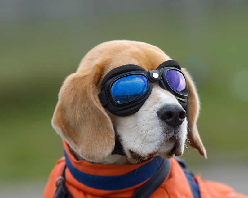 one animal, focus on foreground, animal themes, close-up, glasses, animal head, animal, chihuahua - dog, dog, clothing, puppy, vertebrate, animals, domestic