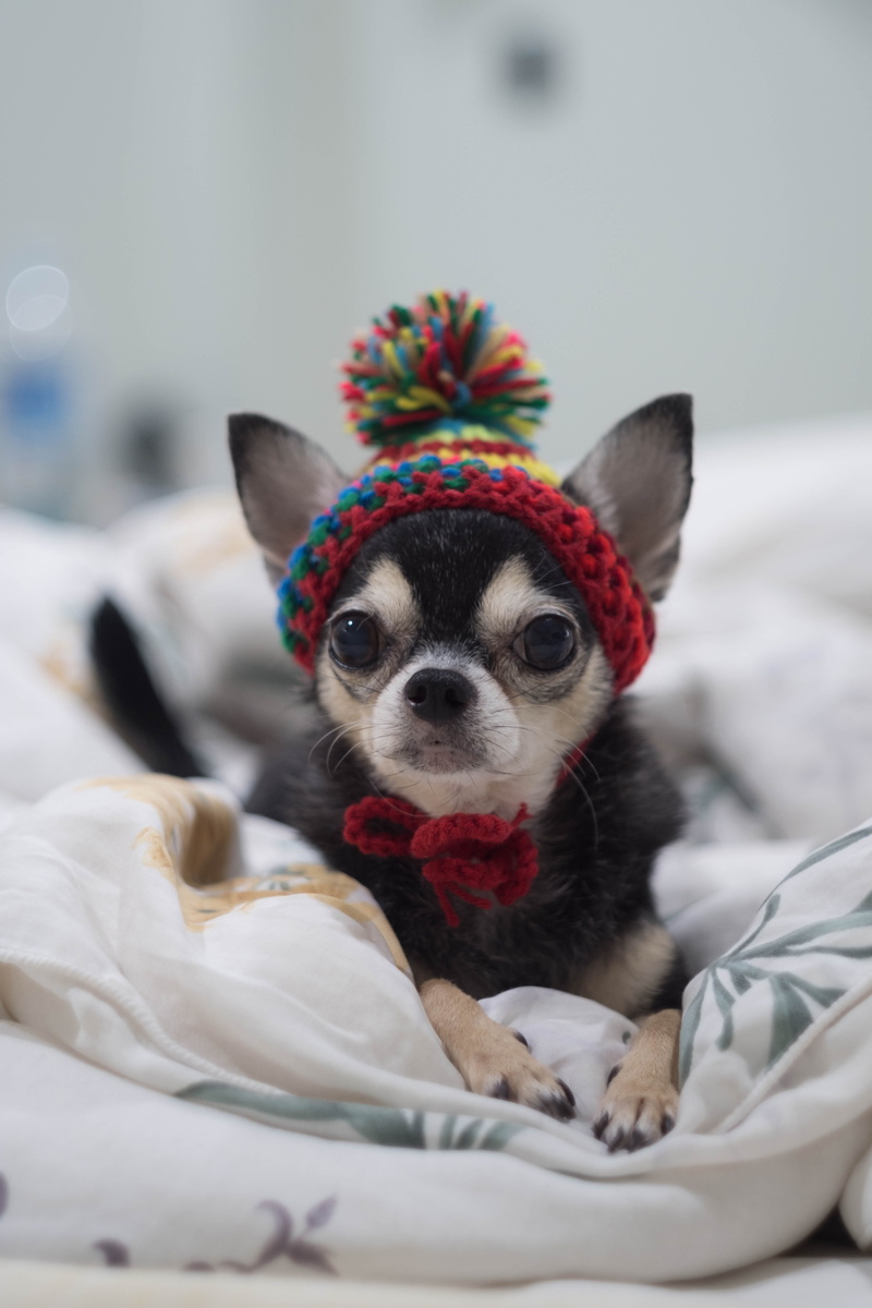 canine, portrait, chihuahua - dog, animal, clothing, no people, 5K, dog doll, arent canny, pet clothing, furniture, dog, puppy, intelligent dog, doll
