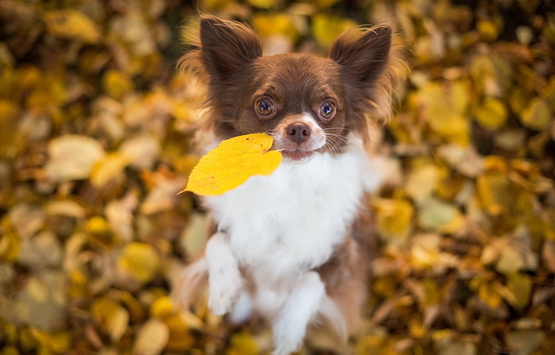 outdoors, domestic Animals, one Animal, 1080P, young Animal, plant part, yellow, pets, vertebrate, cute, foliage, color Image, animal themes, sitting