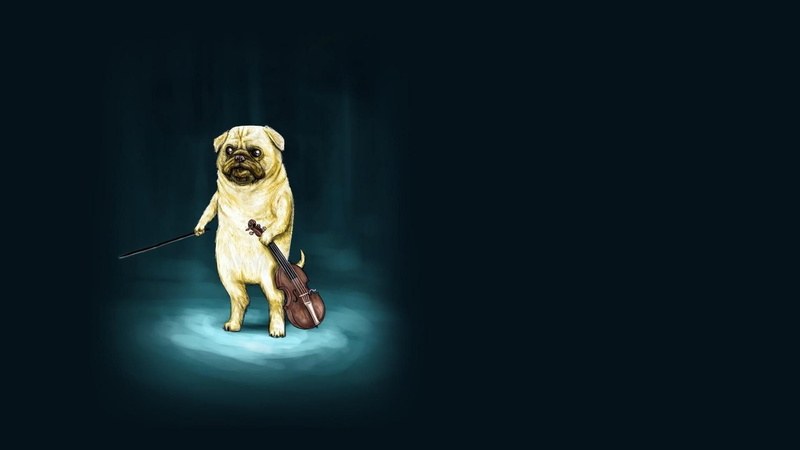 mammal, domestic animals, dog, portrait, copy space, canine, 1080P, lap dog, violin, studio shot, domestic, one animal, front view, pets, people, black background
