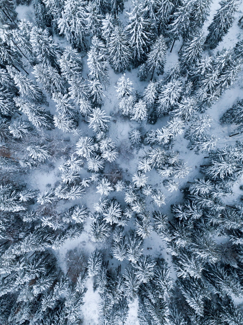 celebration, beauty in nature, trees, coniferous tree, no people, christmas, frozen, land, frost, nature, outdoors, eye, snowing, white color, snow, photography