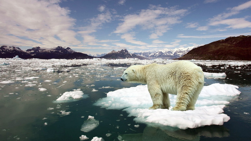 Melting, Polar, Sea, Floes, Bear, Snow, Water, 1080P, Ice