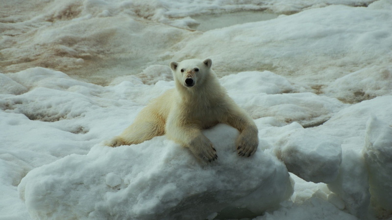1080P, ice, animals, hd, polar, bear, snow