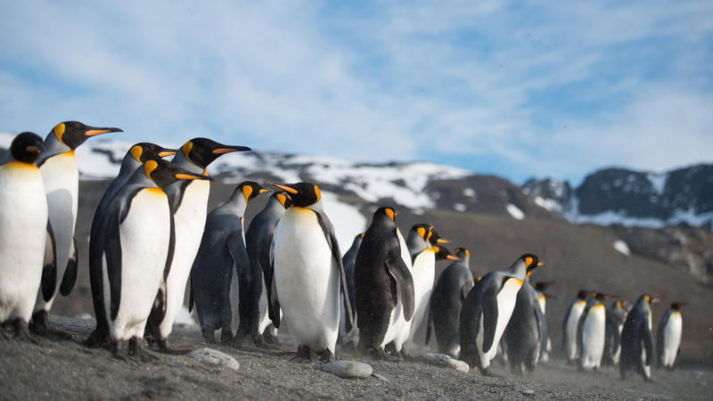 nature, animals, birds, penguins, 4K