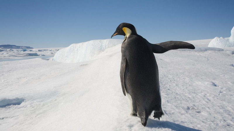 1080P, birds, snow, penguins, animals