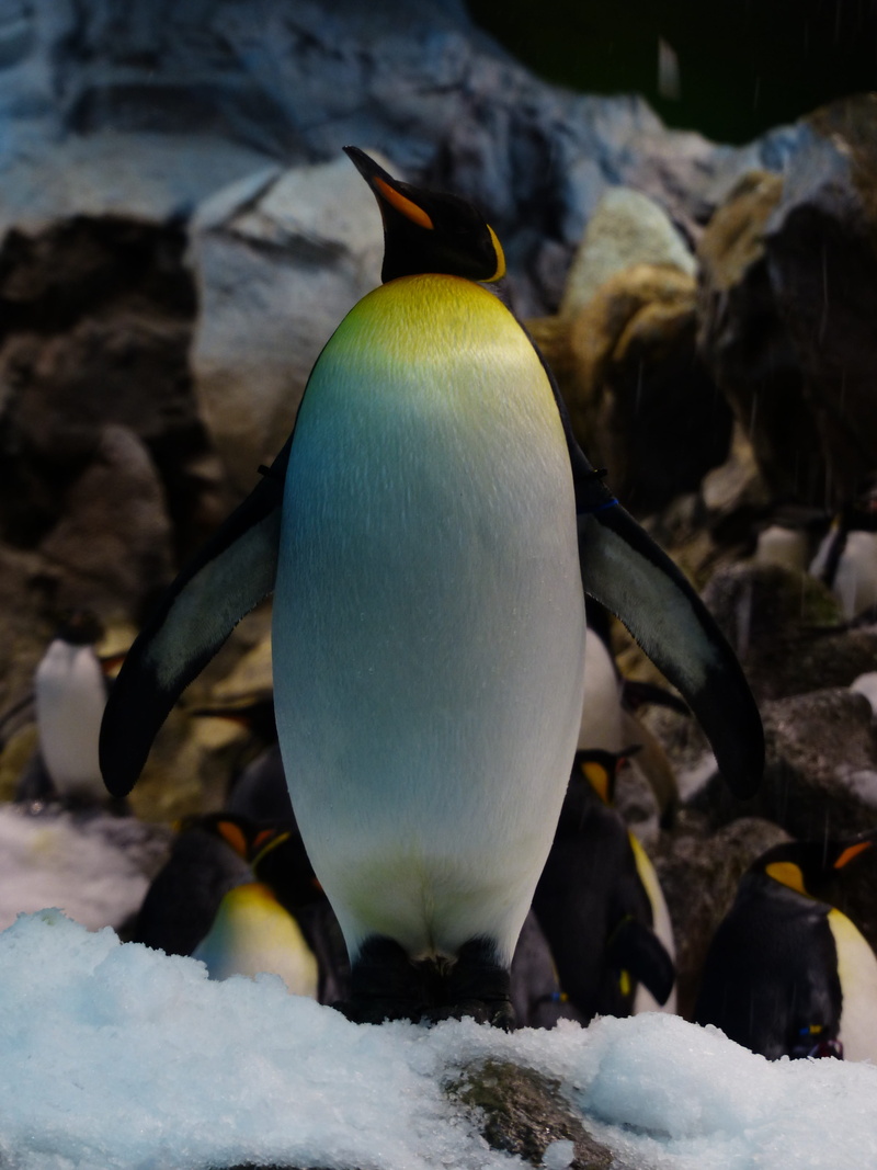 King Penguin, colony, aptenodytes patagonicus, gentoo Penguin, bird, yellow, polar Climate, animal wildlife, cold temperature, 4K, rock, sea, penguin