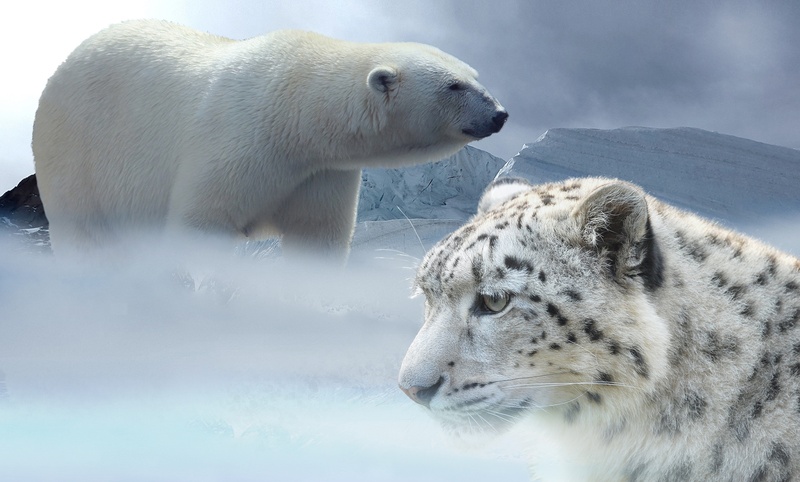 two animals, animals, snow leopard, cold, carnivora, carnivore, threat, predator, winter time, frost, mammal, outdoors, tiger, vertebrate, habitat, polar
