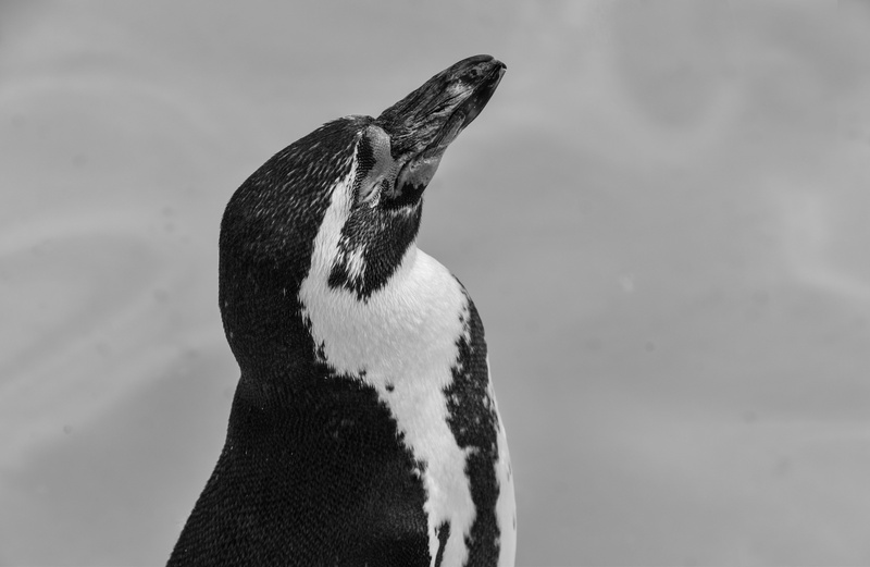 fauna, dog, character, park, animal head, zoo, icy, ocean, vertebrate, penguin, day, white, canine, animals in the wild, tourism, ice, wildlife, atlantic