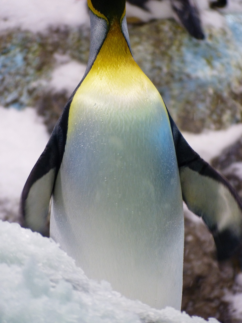 ice, nature, no people, flightless Bird, focus on foreground, sea life, King Penguin, vertebrate, snow, waddling, animal wildlife, animal themes, frozen