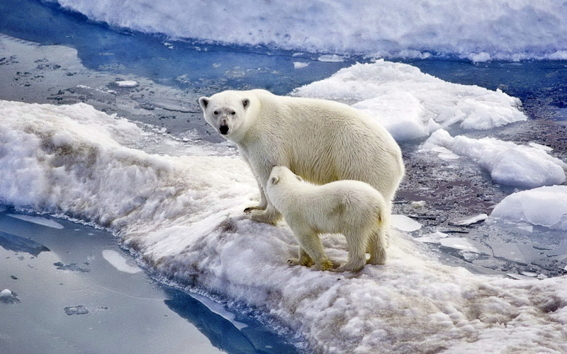 sea, bear, vertebrate, cold - Temperature, water, no people, alaska - Usa State, polar Climate, blue, frozen, polar Bear, snow, animal wildlife, white