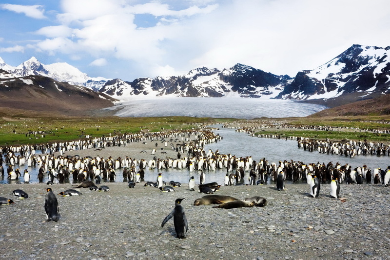 1080P, flock, mountain range, animal, vertebrate, lake, animal wildlife, scenics, patagonia - Chile, scenics - nature, winter, flock Of Birds, white, birds