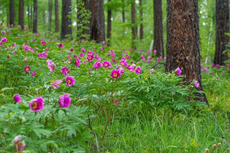 springtime, flowering plant, pine tree, peony, bogart village, woodland, 4K, trunk, nature, mongolia, purple, grass, june, land, flower, growth, flower head