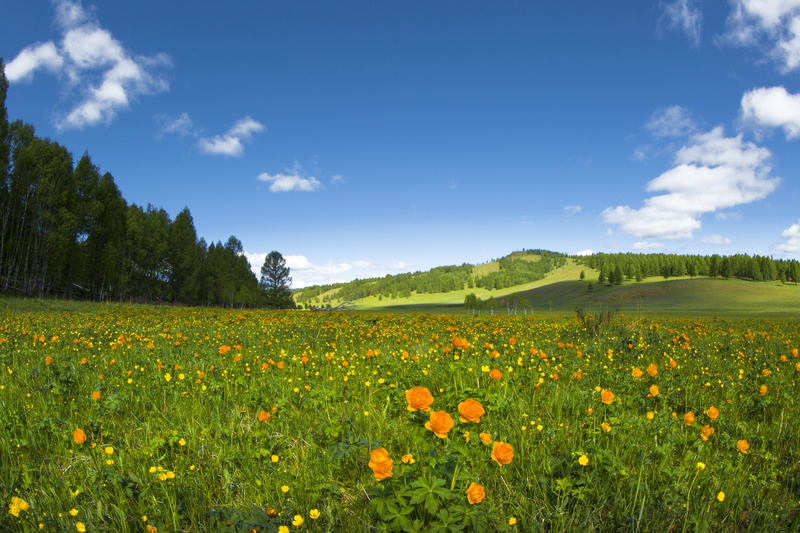 land, 4K, plant, mongolia, plain, paradise, blue, flowers, cloud - sky, no people, non-urban scene, nature, summer, landscape, rural scene, outdoors, buttercup
